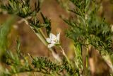 Erodium stevenii