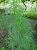 Cannabis sativa var. spontanea