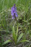 Orchis mascula