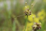 Allium oleraceum