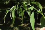 Persicaria scabra. Верхушка сорванного цветущего растения. Санкт-Петербург, Кировский р-н, рекультивированный газон внутри жилого квартала. 12.08.2023.