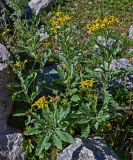 Senecio racemulifer