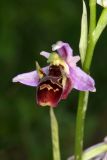 Ophrys oestrifera. Цветок. Краснодарский край, г/о Сочи, Адлерский р-н, окр. с. Красная Воля, выс. ок. 200 м н.у.м., используемый под выпас заброшенный сад. 02 июня 2023 г.