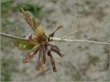 Arabidopsis thaliana. Нижняя часть выкопанного с корнем растения. Чувашия, окр. г. Шумерля, Подвенец. 15 мая 2011 г.