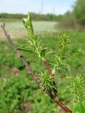 Salix myrsinifolia