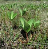 Menyanthes trifoliata