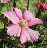 Rubus arcticus