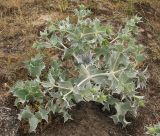 Eryngium maritimum. Цветущее растение. Нидерланды, провинция Noord-Holland, Wijk aan Zee, заказник Noordhollands duinreservaat, приморские дюны. 5 июля 2008 г.