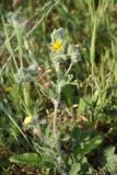 Potentilla taurica