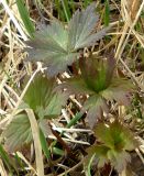 Trollius europaeus. Вегетирующее растение перед началом цветения (в \"кульке\" из листа - бутон). Коми, г. Печора, опушка пойменного леса. 22.05.2011.