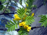 Caragana arborescens