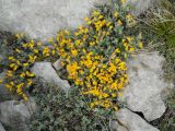 Genista albida. Цветущее растение. Крым, Ялтинская яйла. 4 июня 2012 г.