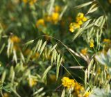 Bromus squarrosus