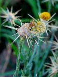 Centaurea solstitialis. Корзинка и отделившиеся венчики. Узбекистан, Ташкентская обл., Кибрайский р-н, окр. пос. Улугбек. 21.07.2012.