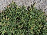 Amaranthus deflexus. Цветущие растения. Южный берег Крыма, пос. Никита, обочина. 22 июля 2013 г.