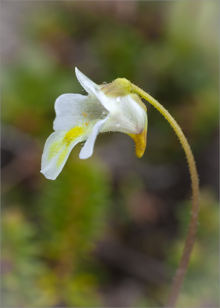 Изображение особи Pinguicula alpina.