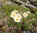 Dryas oxyodonta. Цветущие растения в горной тундре. Иркутская обл. Слюдянский р-н, водораздел между р. Большая Быстрая и Малый Салбак. 04.07.2012.