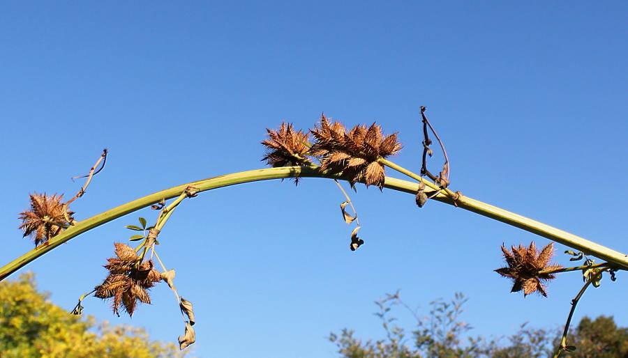 Image of Glycyrrhiza echinata specimen.