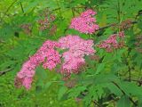 Spiraea japonica