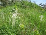 Stipa pulcherrima