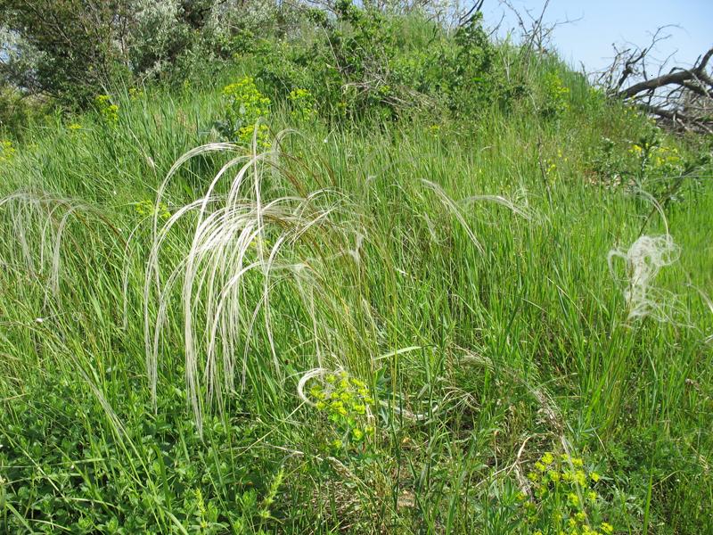 Изображение особи Stipa pulcherrima.