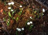 Claytonia tuberosa