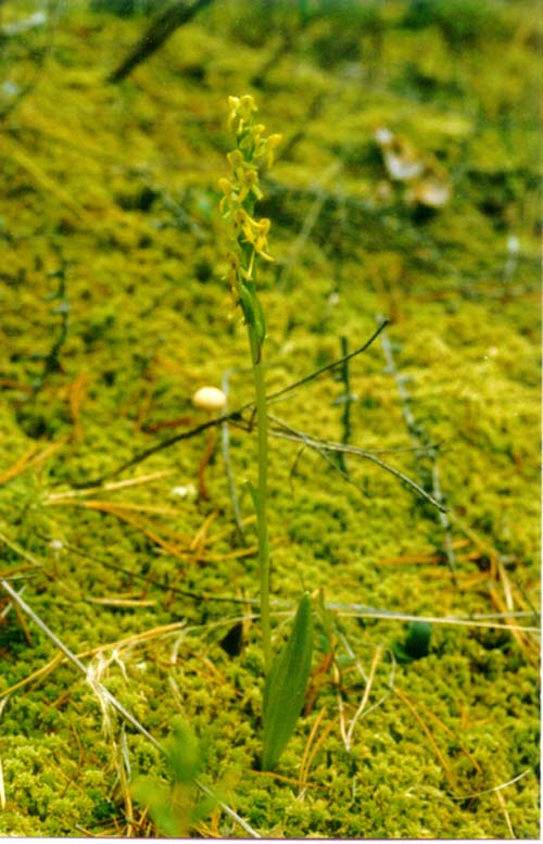 Image of Platanthera tipuloides specimen.