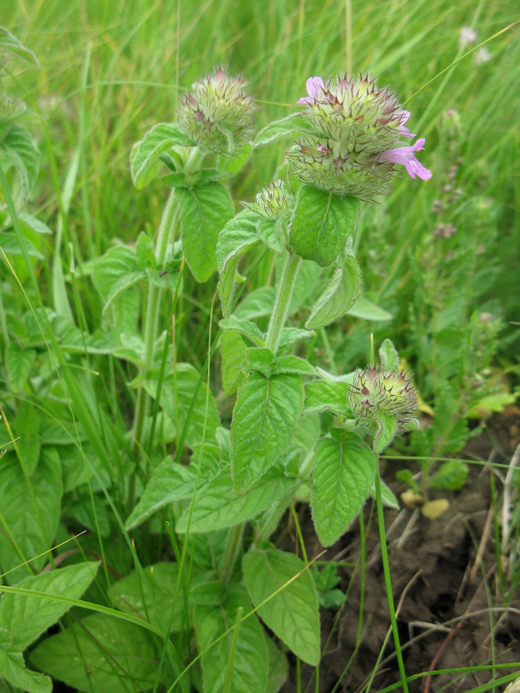 Изображение особи Clinopodium vulgare.