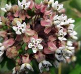 Asclepias syriaca