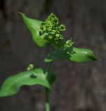 Bupleurum subspecies aureum