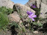 Geranium transversale