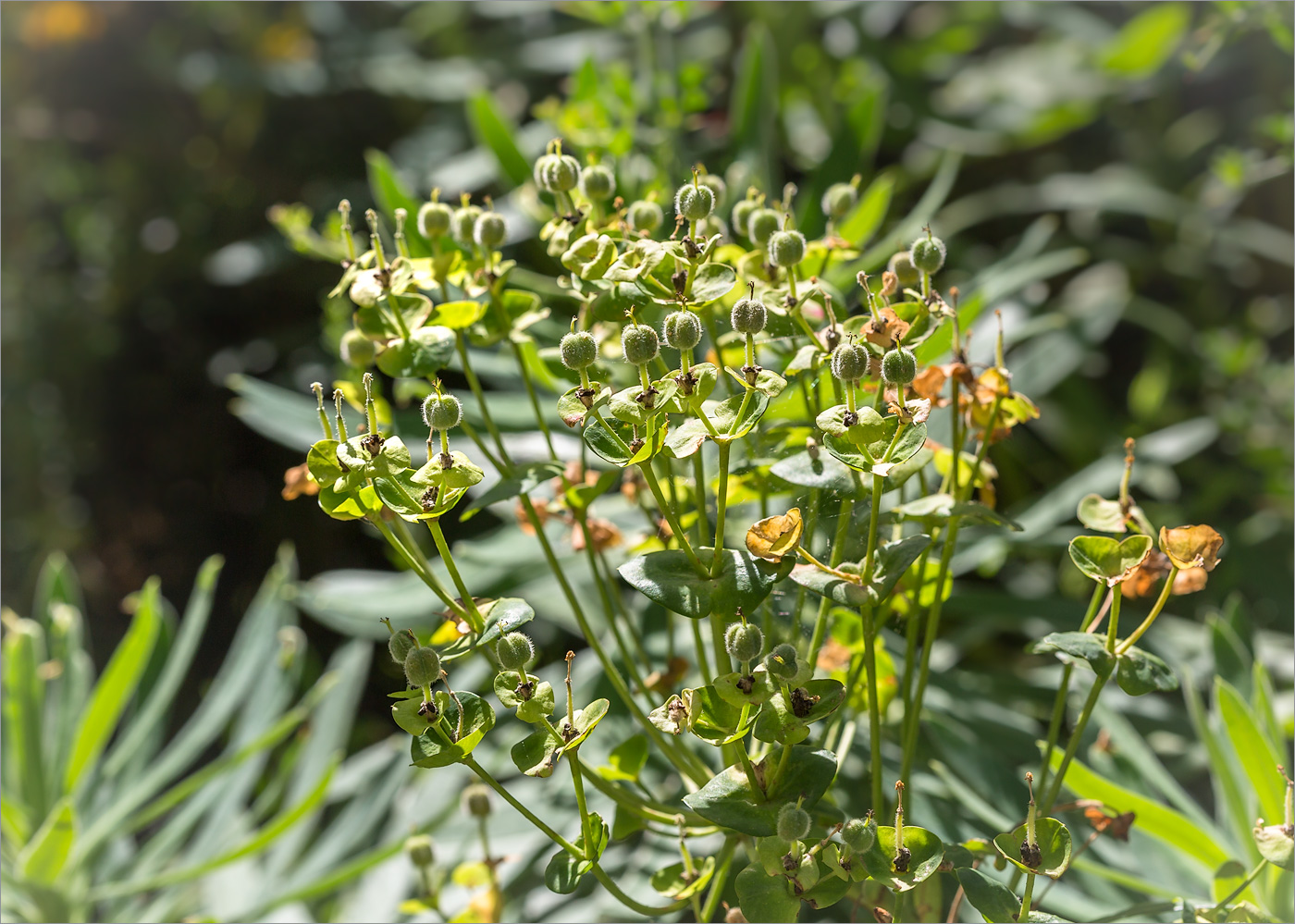 Изображение особи Euphorbia characias.