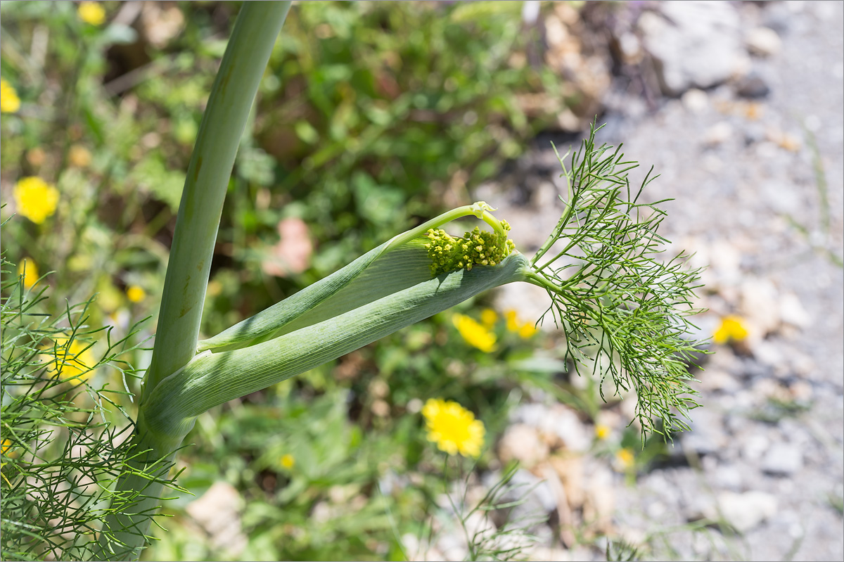 Изображение особи Ferula communis.