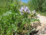 Astragalus tibetanus. Цветущее растение. Казахстан, Жамбылская обл., сев. подножье Таласского Алатау, дно каньона Коксай на выходе из одноименного ущ., 1950 м н.у.м. 25 июня 2016 г.