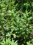 Hieracium scabiosum. Вегетирующее растение. Краснодарский край, окр. г. Геленджик, дубово-грабовый лес в балке, выходящей к морю, среди поросли грабинника и можжевельника дельтовидного. 08.06.2016.