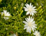 Lactuca tatarica