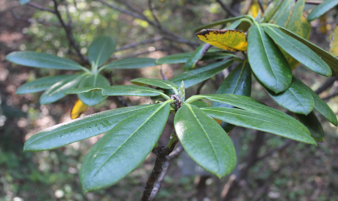 Изображение особи Rhododendron fauriei.