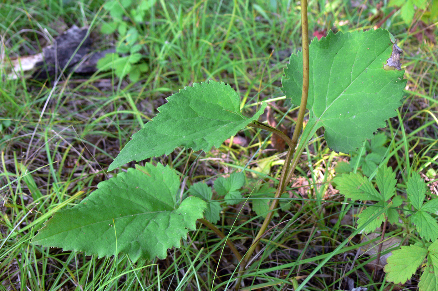 Изображение особи Doellingeria scabra.