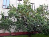 Armeniaca vulgaris. Плодоносящее растение. Хабаровск, в озеленении. 30.07.2016.