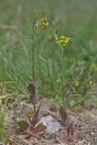 Draba nemorosa. Цветущие и плодоносящие растения. Горный Крым, Главная гряда, пер. Гурзуфское седло. 12.05.2017.