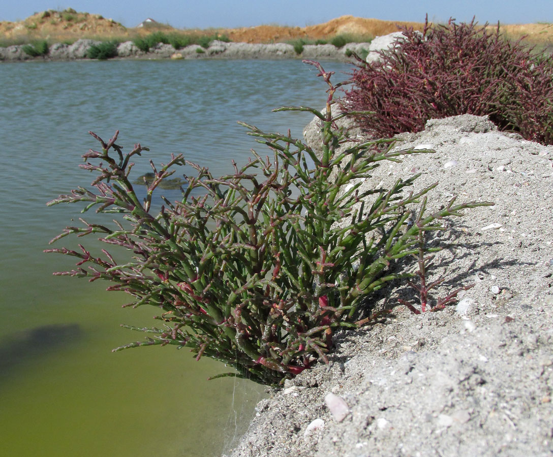 Изображение особи Salicornia perennans.