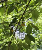 Cornus mas