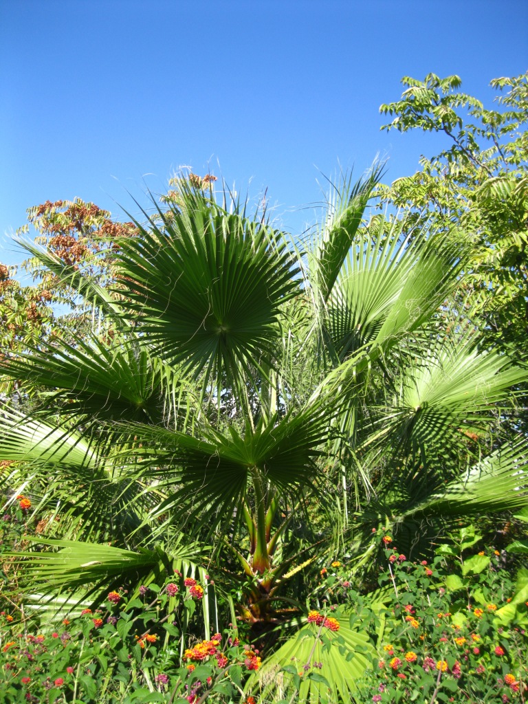 Изображение особи Washingtonia filifera.