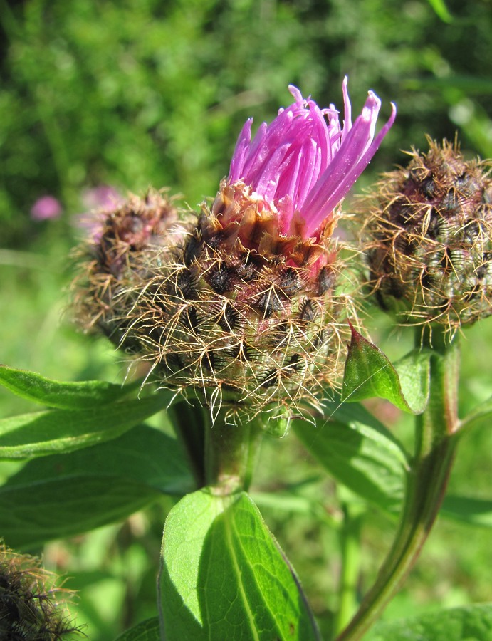 Изображение особи Centaurea pseudophrygia.