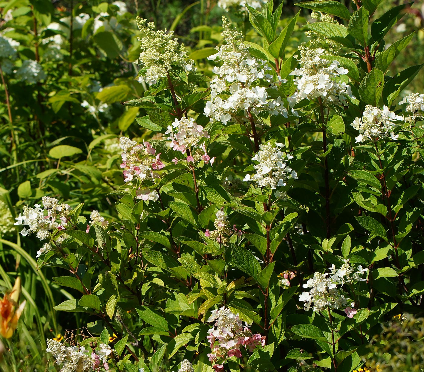 Изображение особи Hydrangea paniculata.