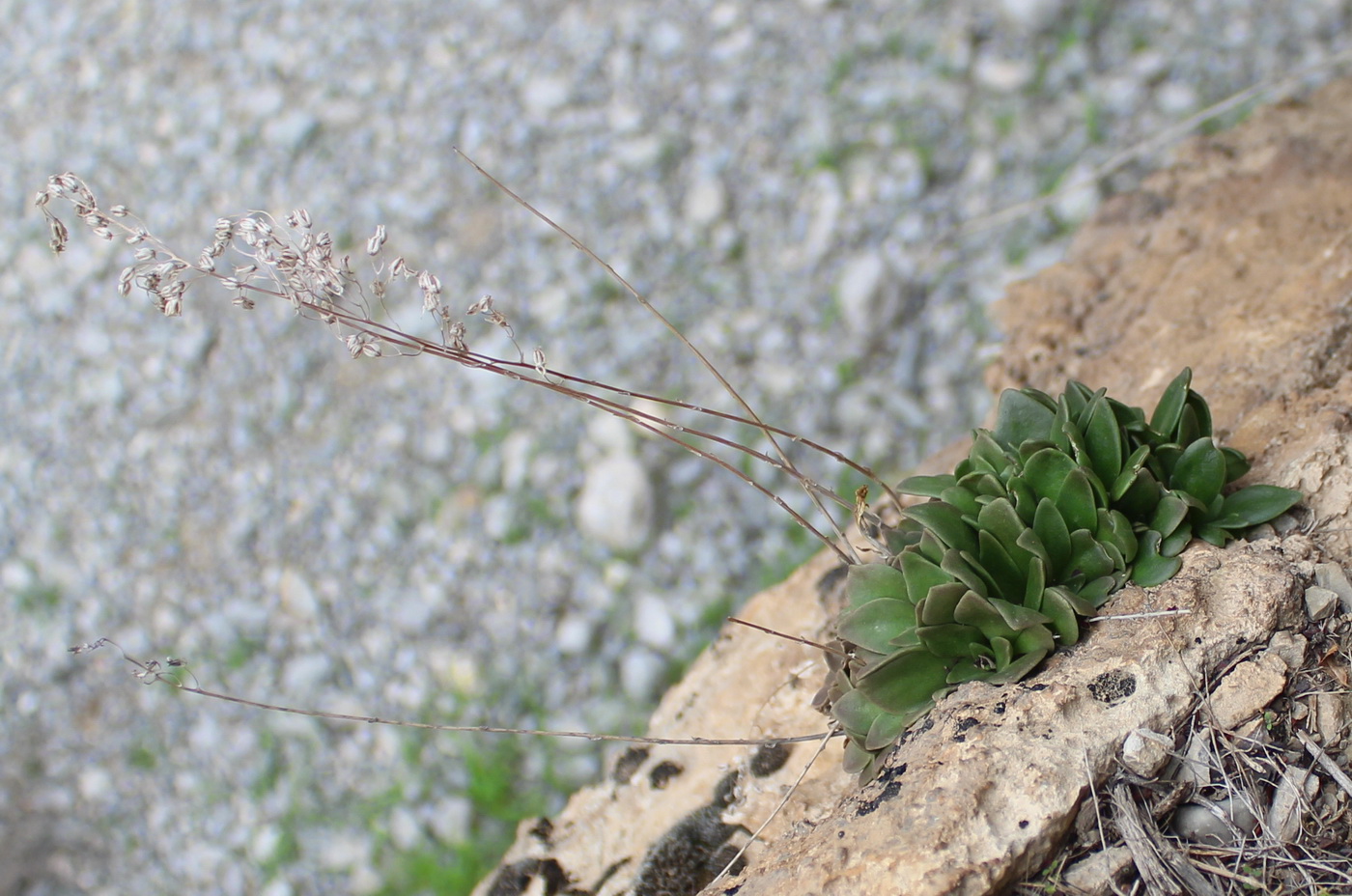 Изображение особи Rosularia paniculata.