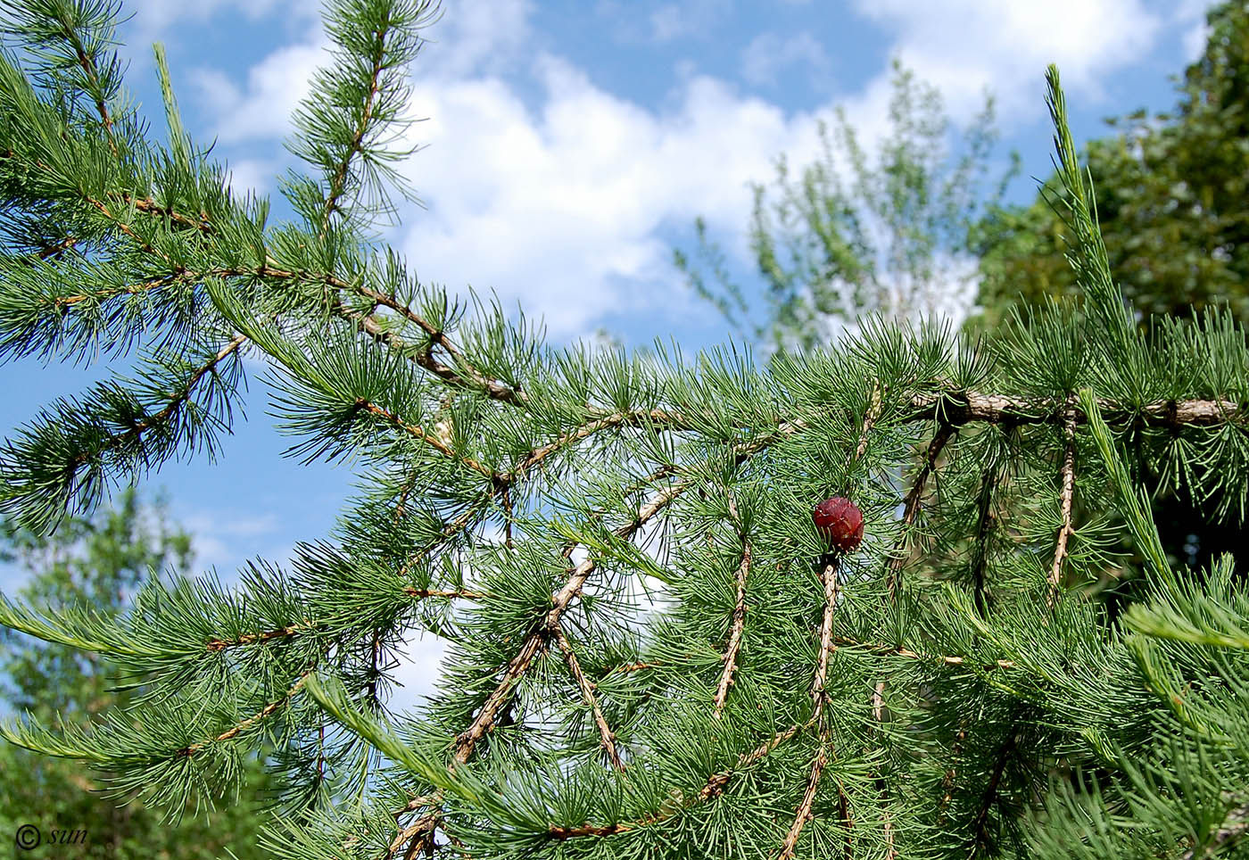 Изображение особи Larix gmelinii.