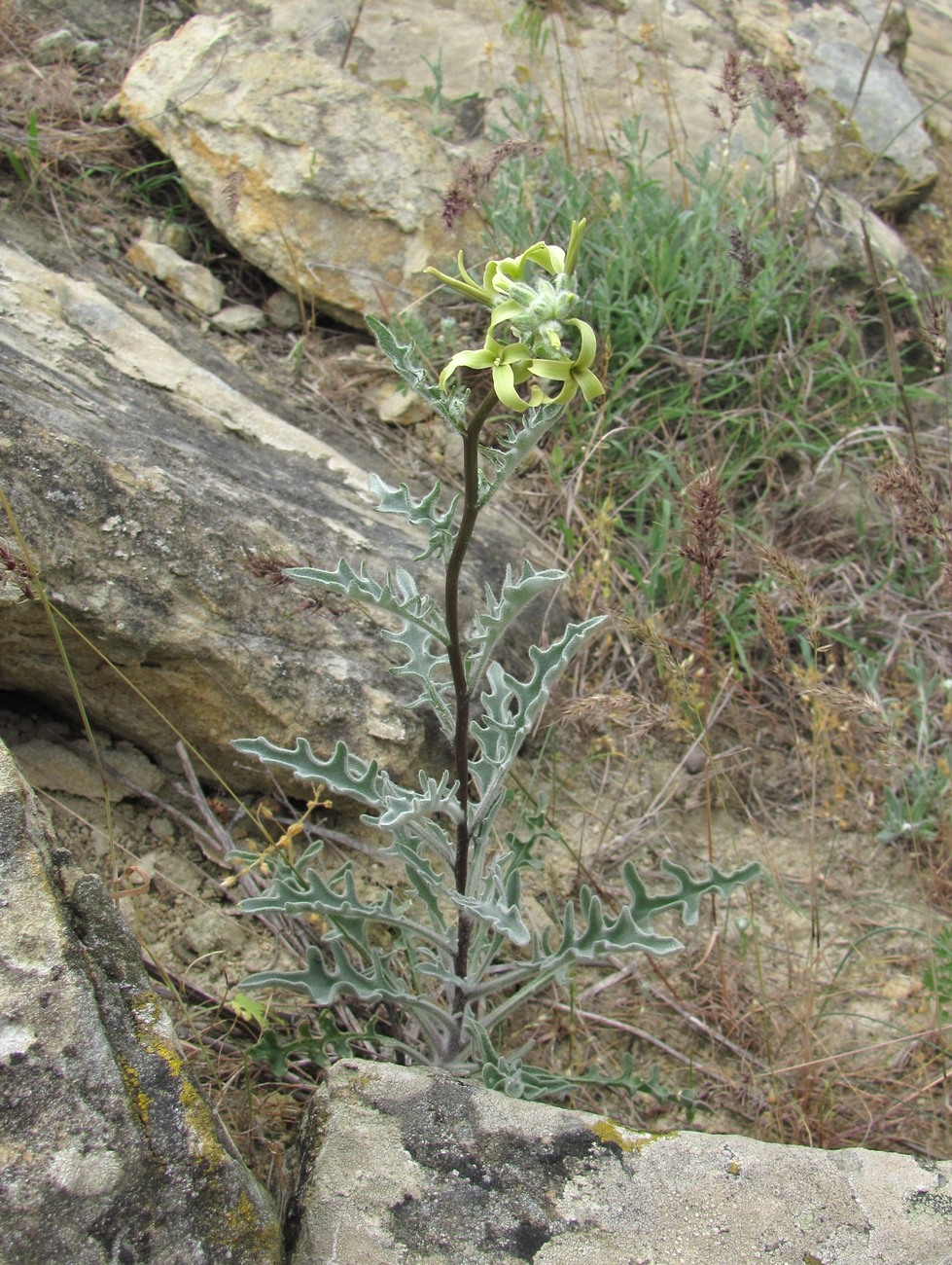 Изображение особи Matthiola daghestanica.