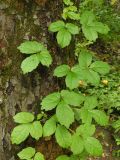 Parthenocissus tricuspidata