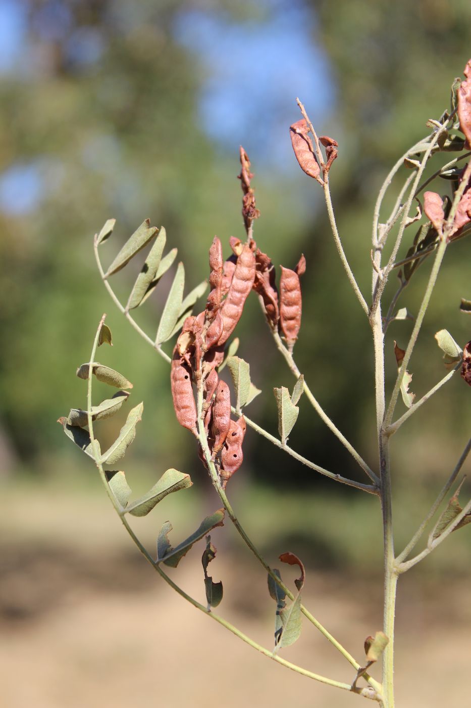 Изображение особи Glycyrrhiza glabra.